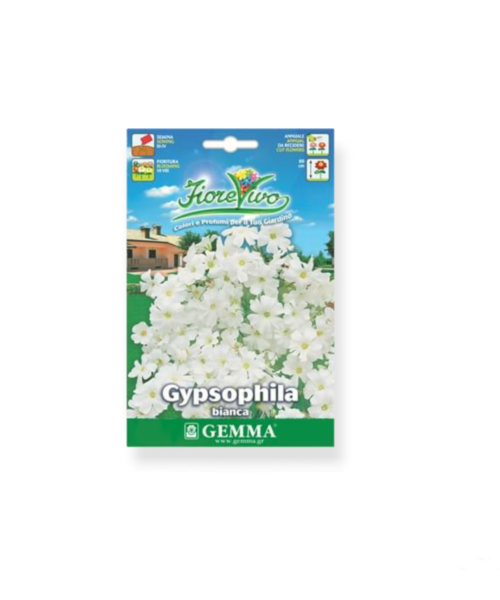 Γυψοφίλη λευκή Ακτόστια