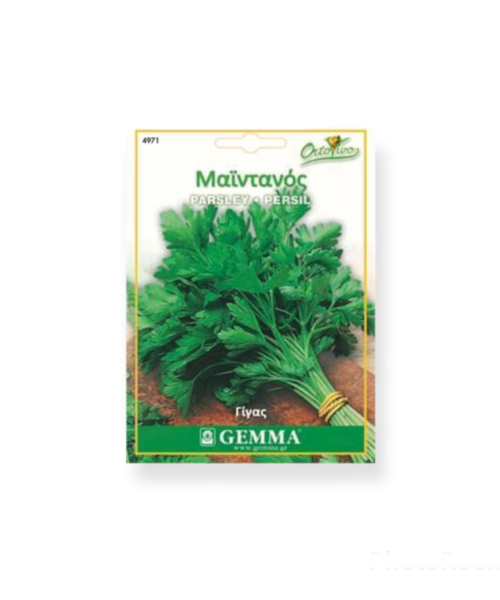 Μαϊντανός γίγας