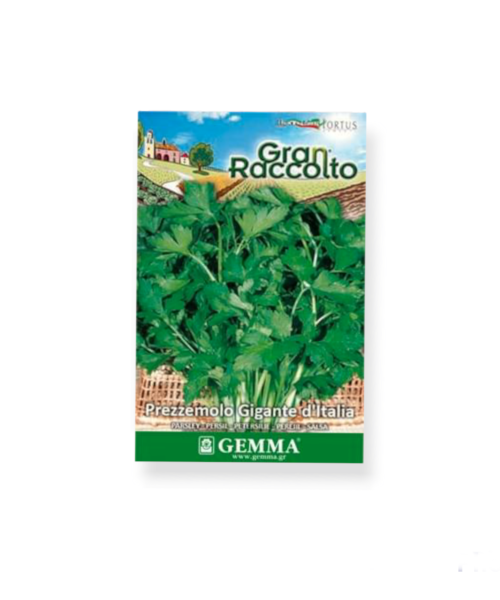 Μαϊντανός γίγας raccolto