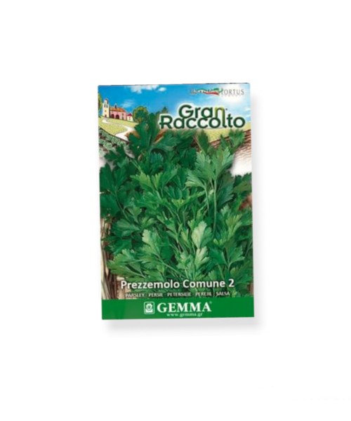 Μαϊντανός raccolto