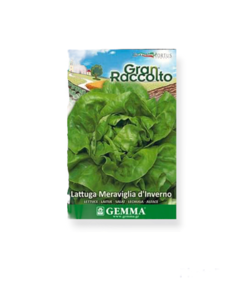 Μαρούλι σαλάτα raccolto