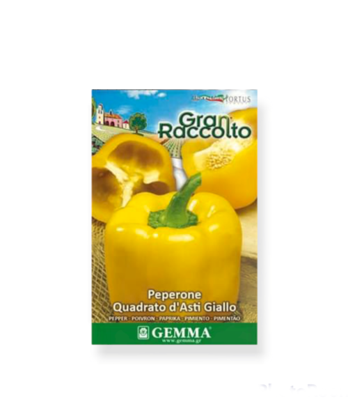 Πιπεριά φλάσκα κίτρινη raccolto